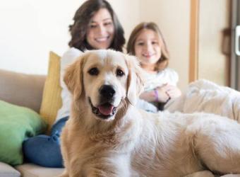 A Veterinarian’s Guide to At Home Pet Vaccinations: The Pros, Cons, and Risks to Be Aware Of