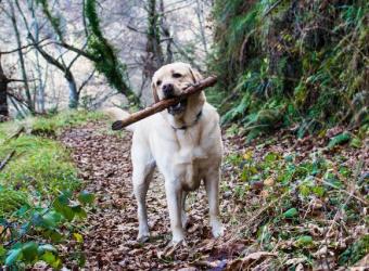 The Dangers of Porcupine Quills in Dogs