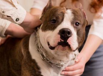 Understanding Holistic Veterinary Care and Natural Pet Health Solutions